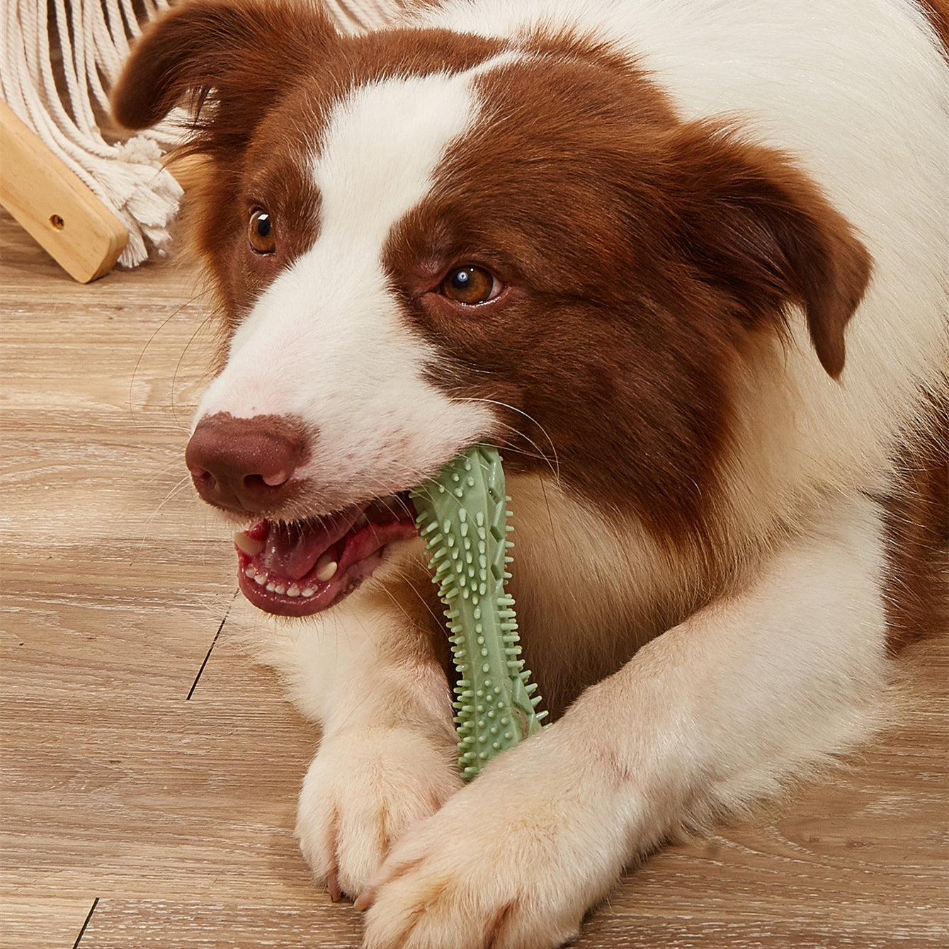 Dog Chew Toy for Teeth Cleaning – Durable Bite Toy for Dogs